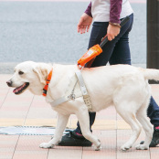 日本盲導犬協会へ寄付｜Npポイントクラブ - Npポイントが貯まる、使える、ポイントサービス